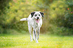 walking Border-Collie-Labrador-Retriever
