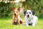 2 dogs