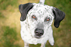 sitting Border-Collie-Labrador-Retriever