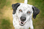 Border-Collie-Labrador-Retriever Portrait