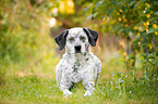 lying Border-Collie-Labrador-Retriever