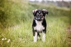 Bernese-Mountain-Dog-Shepherd Puppy