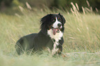 lying Bernese-Mountain-Dog-Mongrel