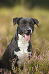 sitting American-Staffordshire-Terrier-Mongrel