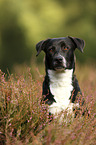 American-Staffordshire-Terrier-Mongrel portrait