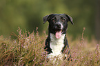 American-Staffordshire-Terrier-Mongrel portrait