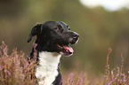 American-Staffordshire-Terrier-Mongrel portrait