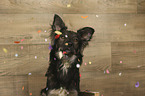 Shepherd-Mongrel portrait
