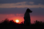 sitting Small-Munsterlander-Epagneul-Breton-Mongrel