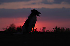 sitting Small-Munsterlander-Epagneul-Breton-Mongrel