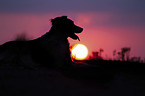 lying Small-Munsterlander-Epagneul-Breton-Mongrel