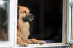 Nova-Scotia-Duck-Tolling-Retriever-Mongrel