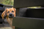 Nova-Scotia-Duck-Tolling-Retriever-Mongrel portrait