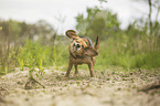 standing Beagle-Mongrel