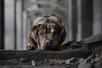 lying Shar-Pei-Mongrel