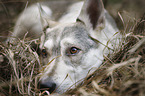 lying Wolfhound