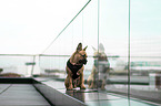 sitting French-Bulldog-Mongrel
