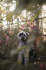 sitting Poodle-Mongrel