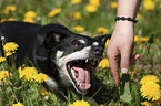 human with Jack-Russell-Terrier-Mongrel