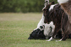 Munsterlander-Mongrel with Border-Collie-Mongrel