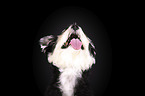 Schnauzer-Yorkshire-Terrier-Mongrel portrait