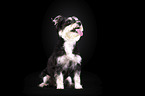 standing Schnauzer-Yorkshire-Terrier-Mongrel