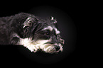 lying Schnauzer-Yorkshire-Terrier-Mongrel