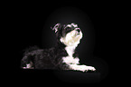 lying Schnauzer-Yorkshire-Terrier-Mongrel