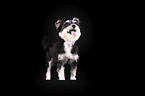 standing Schnauzer-Yorkshire-Terrier-Mongrel