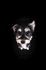 sitting Schnauzer-Yorkshire-Terrier-Mongrel