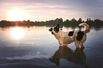 Border-Collie-Mongrel