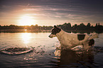 Border-Collie-Mongrel