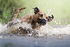 running Boxer-Mongrel