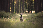 sitting Galgo-Espanol-Mongrel