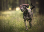 running Galgo-Espanol-Mongrel