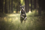 running Galgo-Espanol-Mongrel