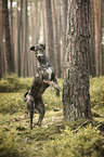 standing Galgo-Espanol-Mongrel