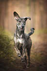 running Galgo-Espanol-Mongrel