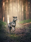 running Galgo-Espanol-Mongrel