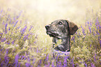 Galgo-Espanol-Mongrel portrait