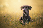 lying Galgo-Espanol-Mongrel
