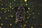 sitting Boxer-Mongrel