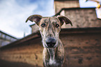 Galgo-Espanol-Mongrel portrait