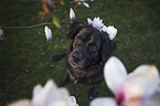 sitting Boxer-Mongrel