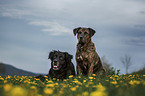 2 Boxer-Mongrels