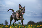 running Boxer-Mongrel