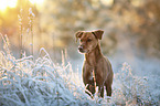 standing Podenco-Mongrel