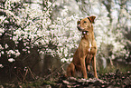 sitting Podenco-Mongrel