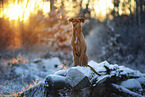 sitting Podenco-Mongrel