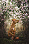 sitting Podenco-Mongrel